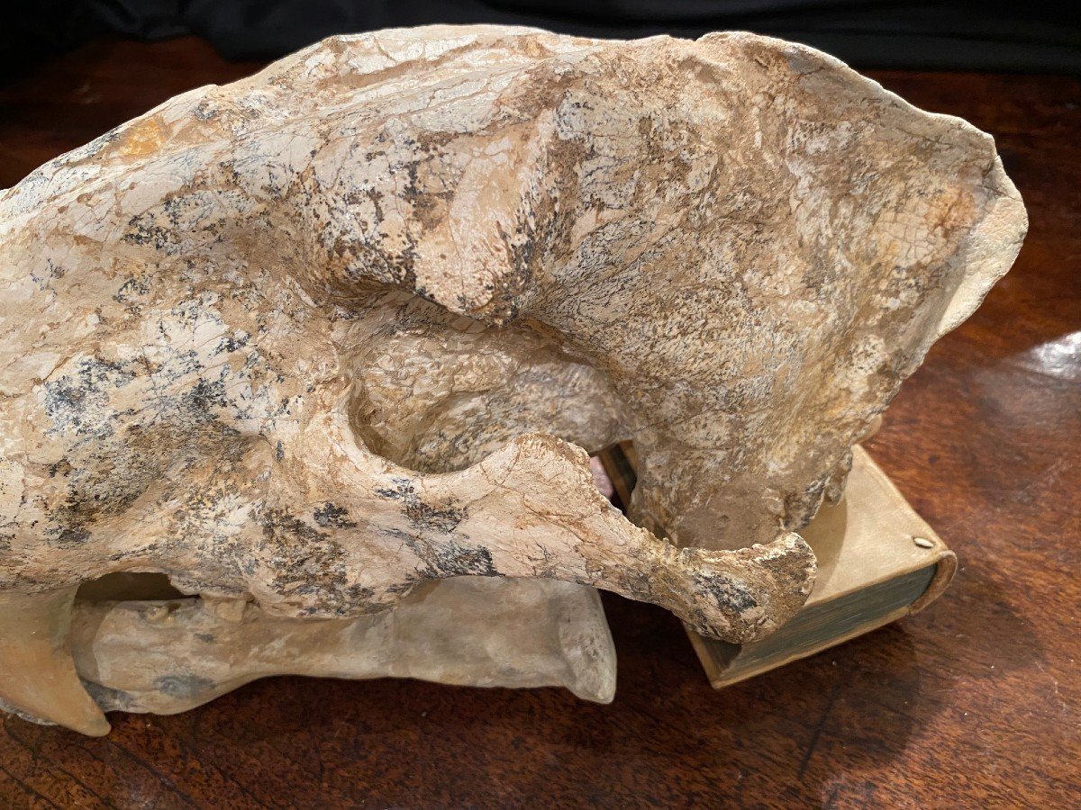 Saber Tooth Tiger Skull-photo-4