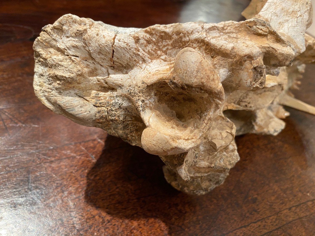 Saber Tooth Tiger Skull-photo-5