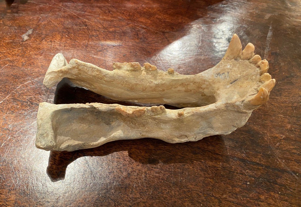 Saber Tooth Tiger Skull-photo-6