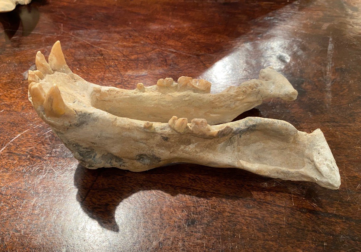 Saber Tooth Tiger Skull-photo-8