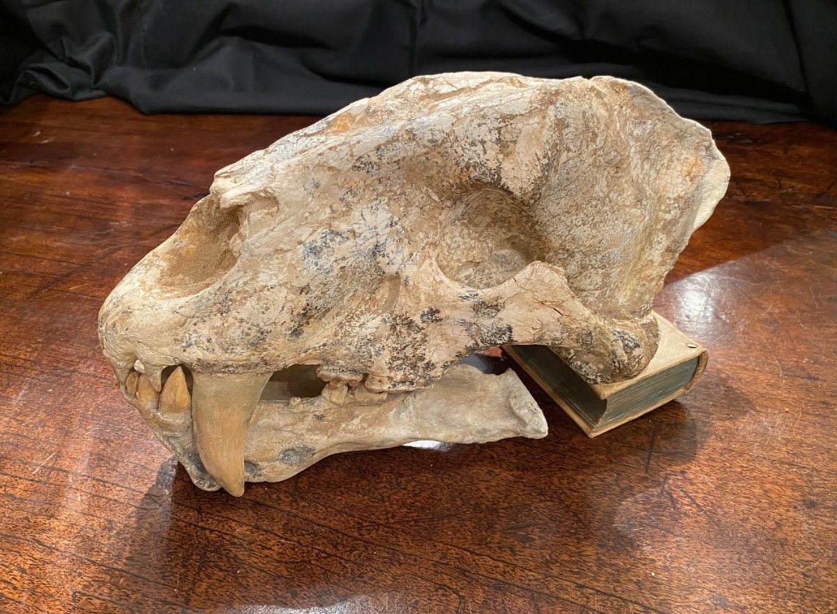 Saber Tooth Tiger Skull