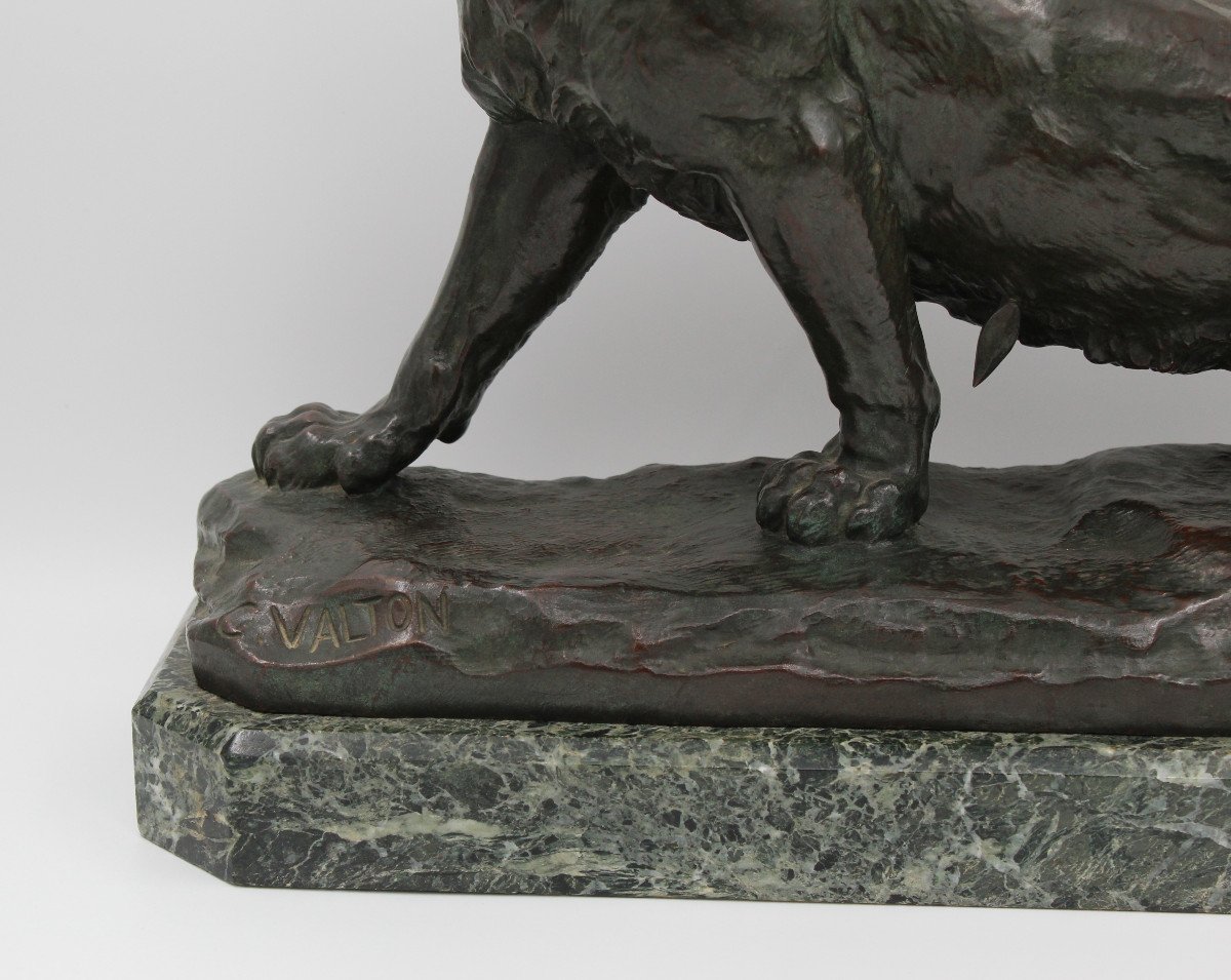 Large Bronze "the Wounded Lioness" By Charles Valton (1851-1918)-photo-3