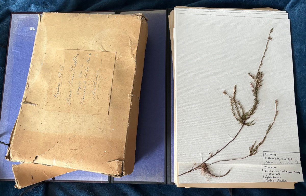 Old Herbarium With Several Dozens Of Leaves