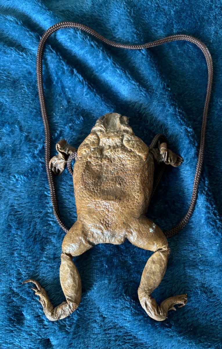 Curiosity Frog Purse 