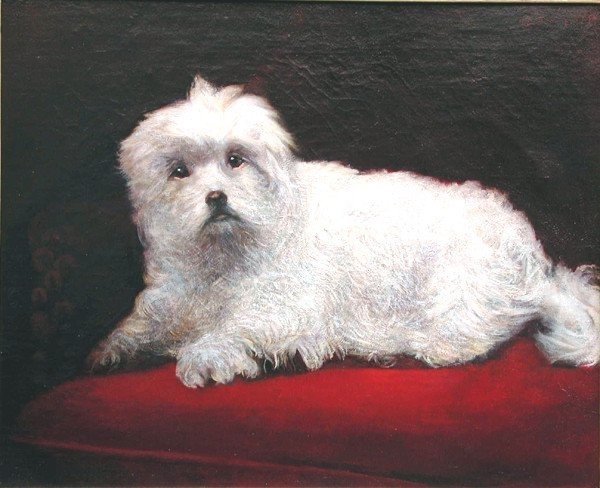 A Coton De Túlear Dog By H.d. Beer (england, 19th Century)-photo-2