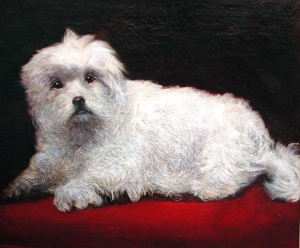 A Coton De Túlear Dog By H.d. Beer (england, 19th Century)-photo-3