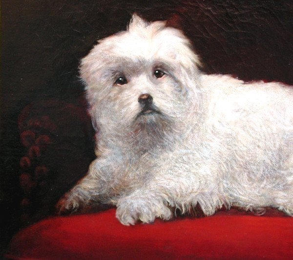 A Coton De Túlear Dog By H.d. Beer (england, 19th Century)-photo-4