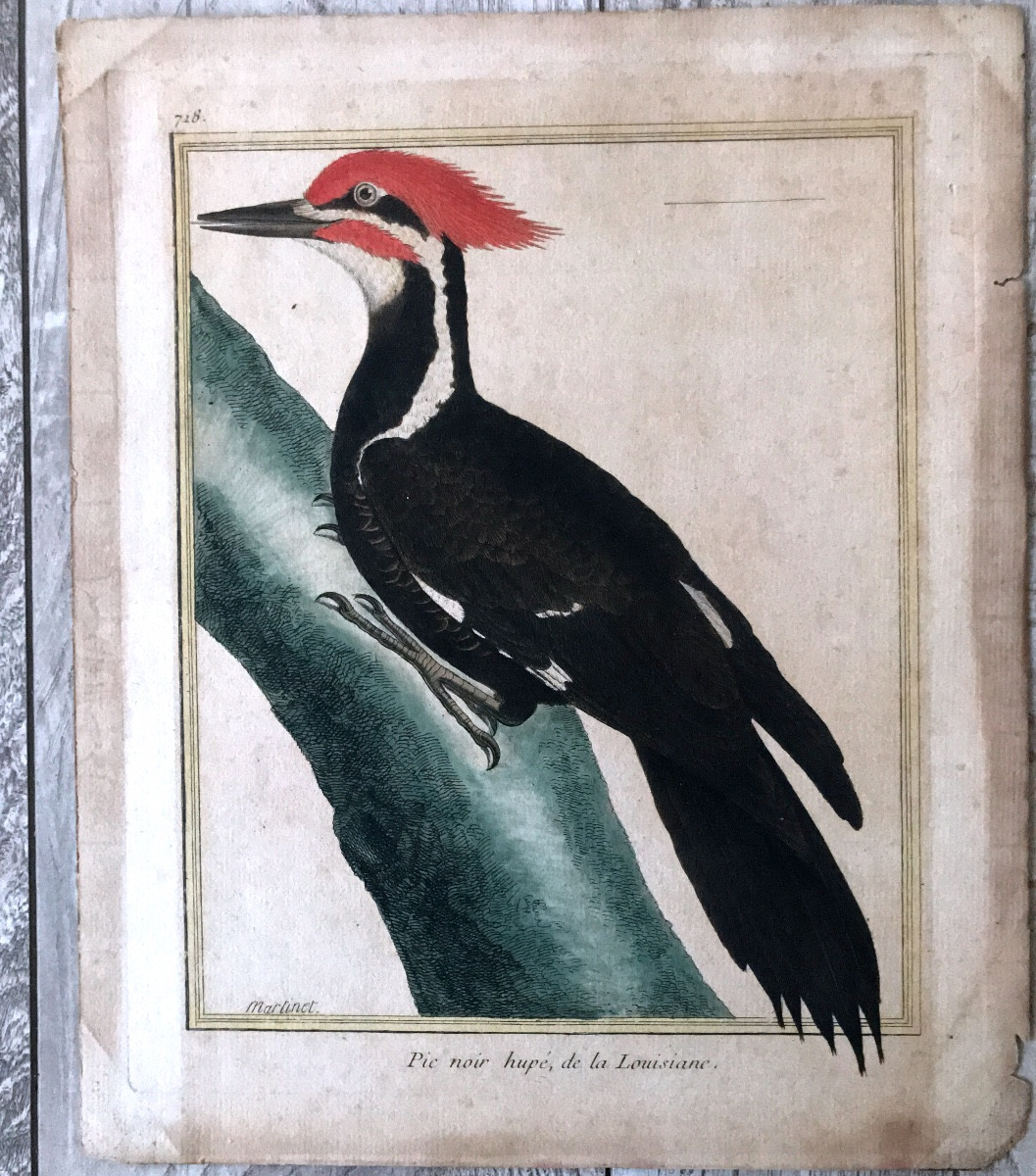 Gravure D Oiseau, Pic Noir Hupe De La Louisiane De Martinet Fin XVIII 