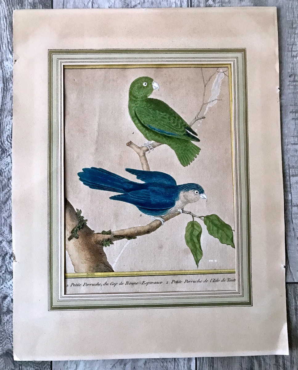 Gravure D Oiseaux, Perruche Du Cap De Bonne Espérance Et De L Isle De Taiti Signée De Martinet