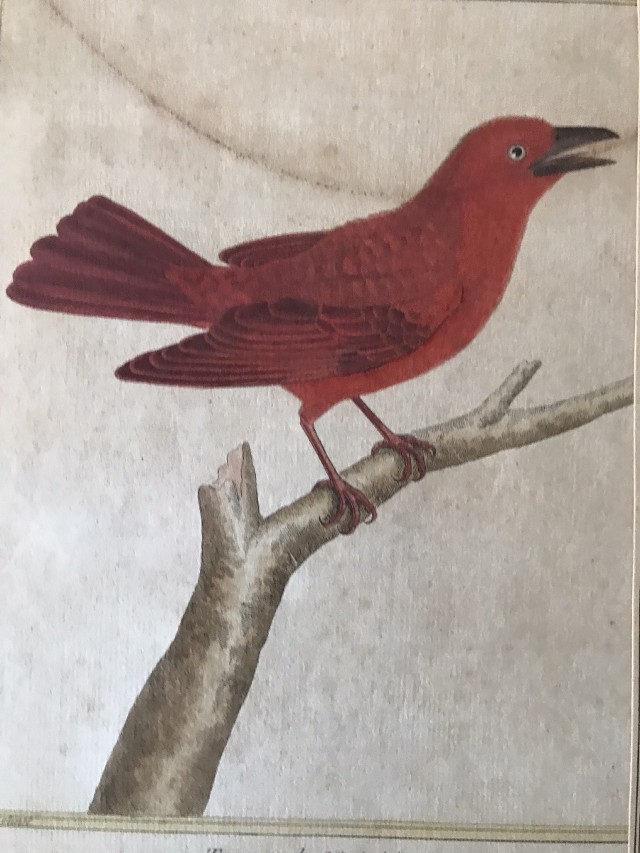 Engraving Of A Bird, The Mississippi Tanager, Signed By Martinet-photo-2