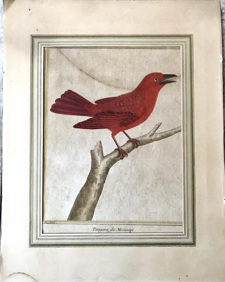 Engraving Of A Bird, The Mississippi Tanager, Signed By Martinet