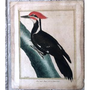 Gravure D Oiseau, Pic Noir Hupe De La Louisiane De Martinet Fin XVIII 