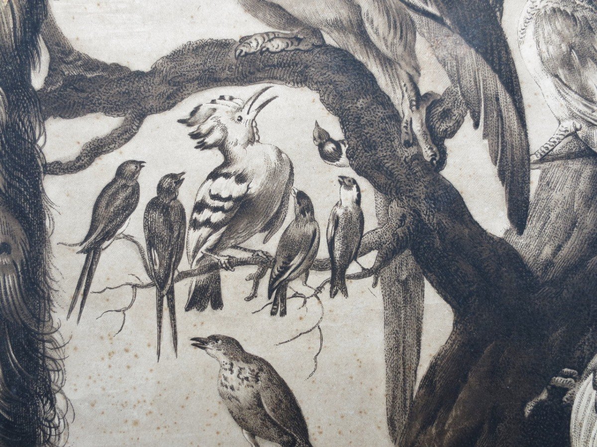 18th Century Engraving, “a Concert Of Birds”.-photo-5