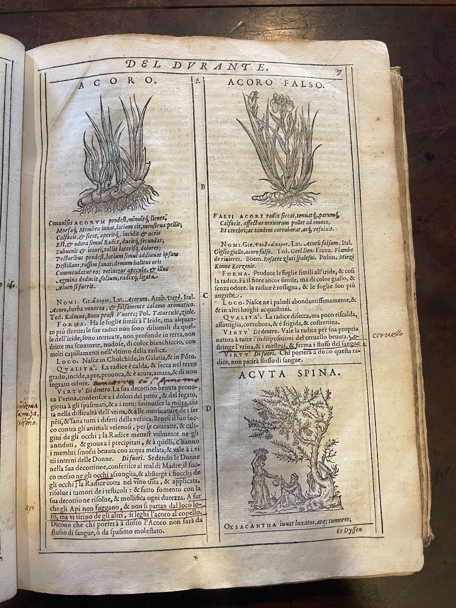 Livre "herbario Nuovo" Di Castore Durante. Bonfadino, Roma 1585-photo-2