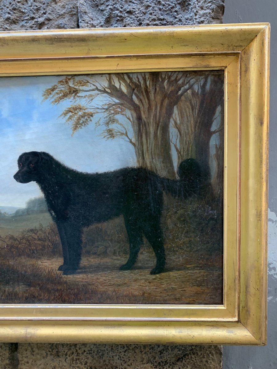 Portrait Of The Long-haired Black Labrador, 19th Century, English School-photo-4