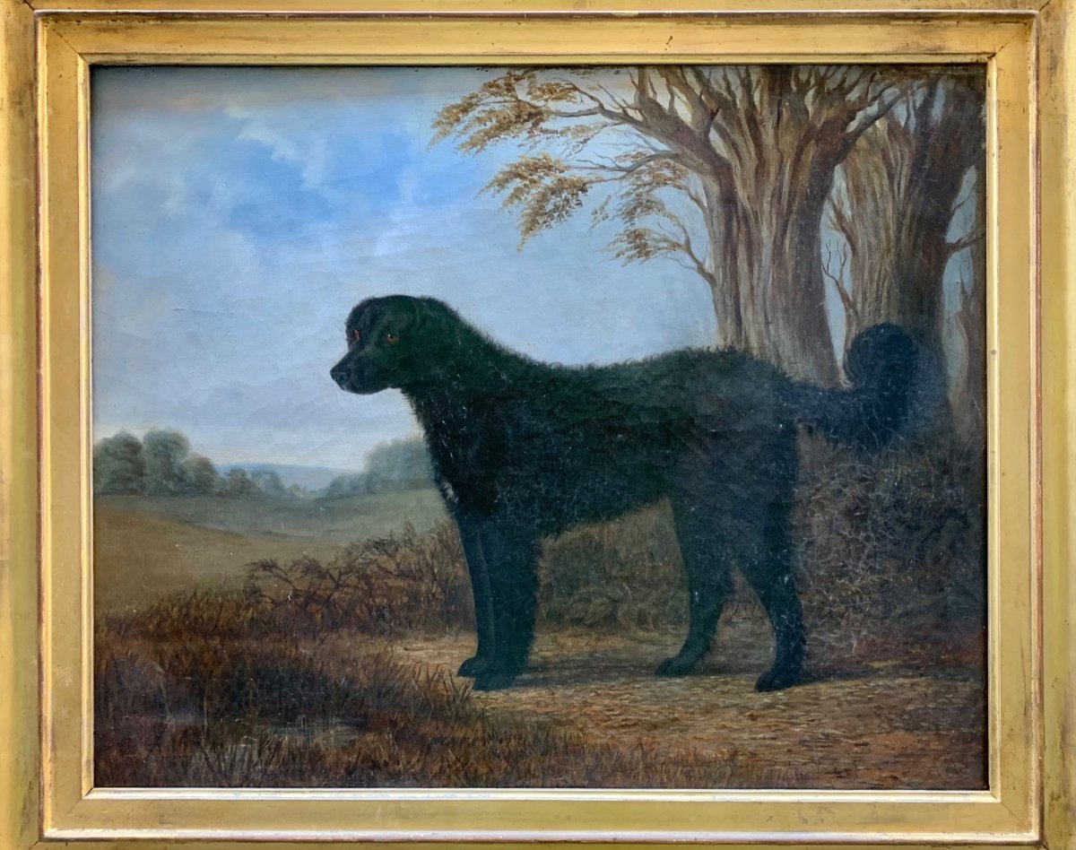 Portrait Of The Long-haired Black Labrador, 19th Century, English School