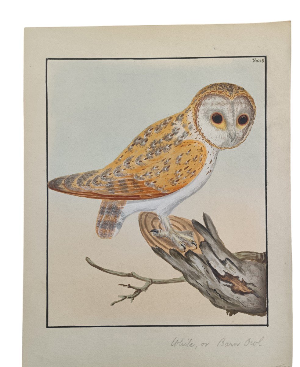 Trois Aquarelles Représentant Des Oiseaux. William Lewin(1747-1795).-photo-2