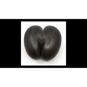 Coco Fesse Graine Cocotier De Mer Seychelles