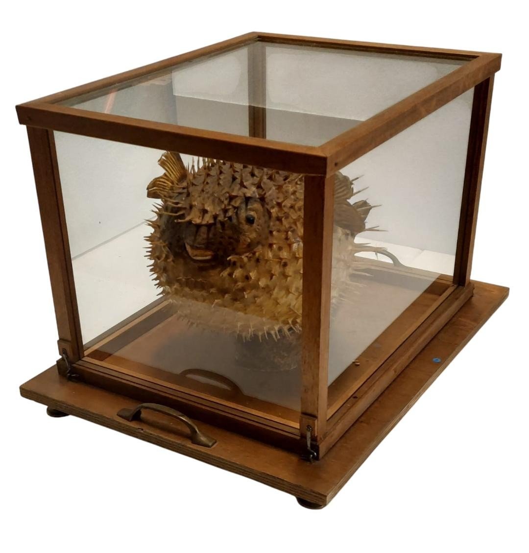 Large Taxidermy Pufferfish In A Wooden Display Case From The Early 1900s-photo-2