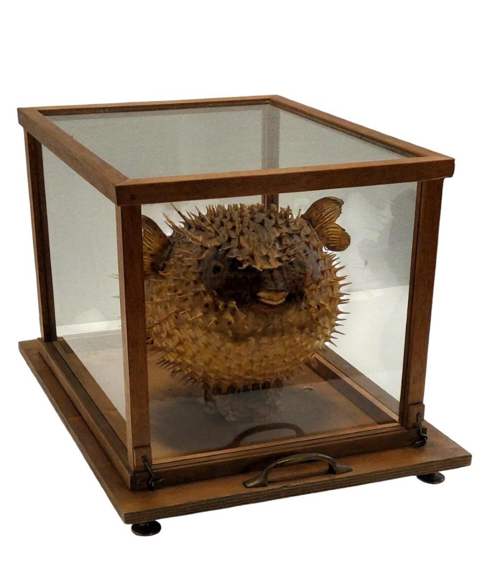 Large Taxidermy Pufferfish In A Wooden Display Case From The Early 1900s-photo-3