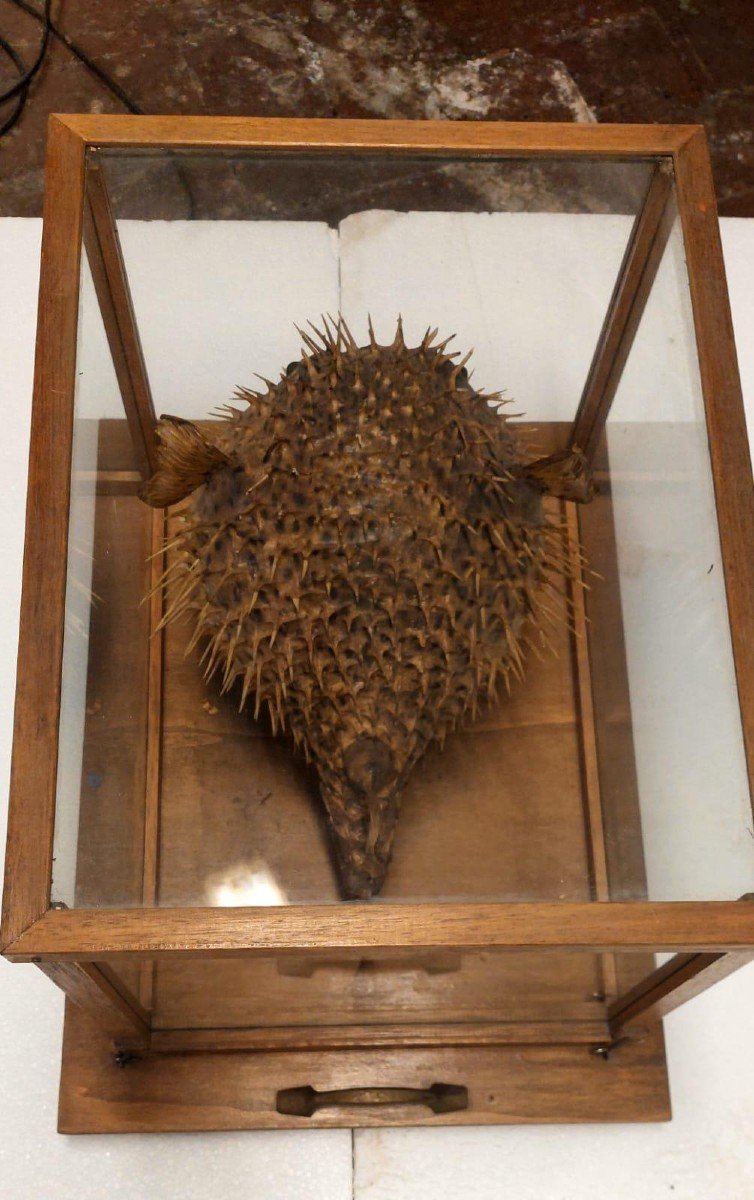 Large Taxidermy Pufferfish In A Wooden Display Case From The Early 1900s-photo-4