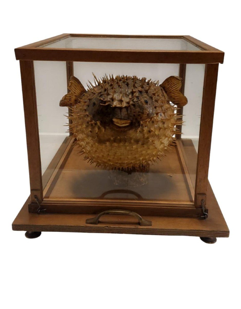 Large Taxidermy Pufferfish In A Wooden Display Case From The Early 1900s-photo-1