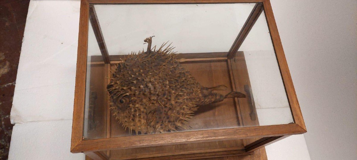 Large Taxidermy Pufferfish In A Wooden Display Case From The Early 1900s-photo-2