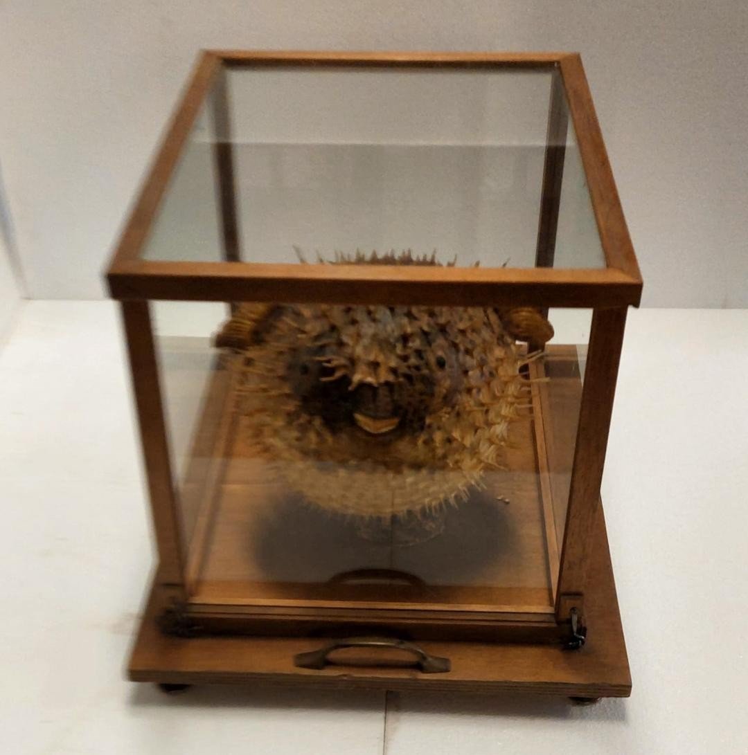 Large Taxidermy Pufferfish In A Wooden Display Case From The Early 1900s-photo-3