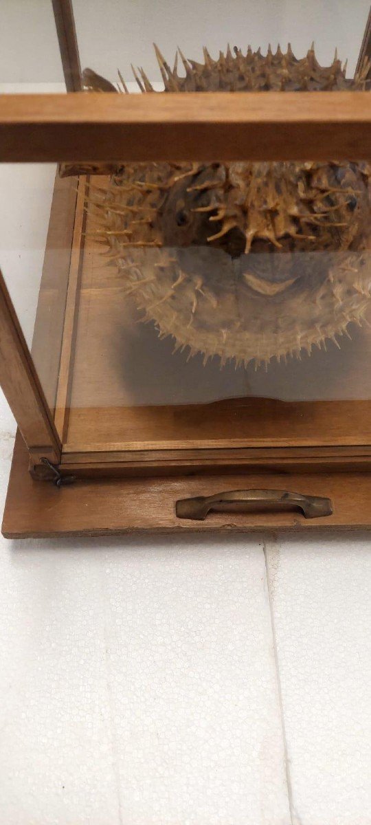 Large Taxidermy Pufferfish In A Wooden Display Case From The Early 1900s-photo-4