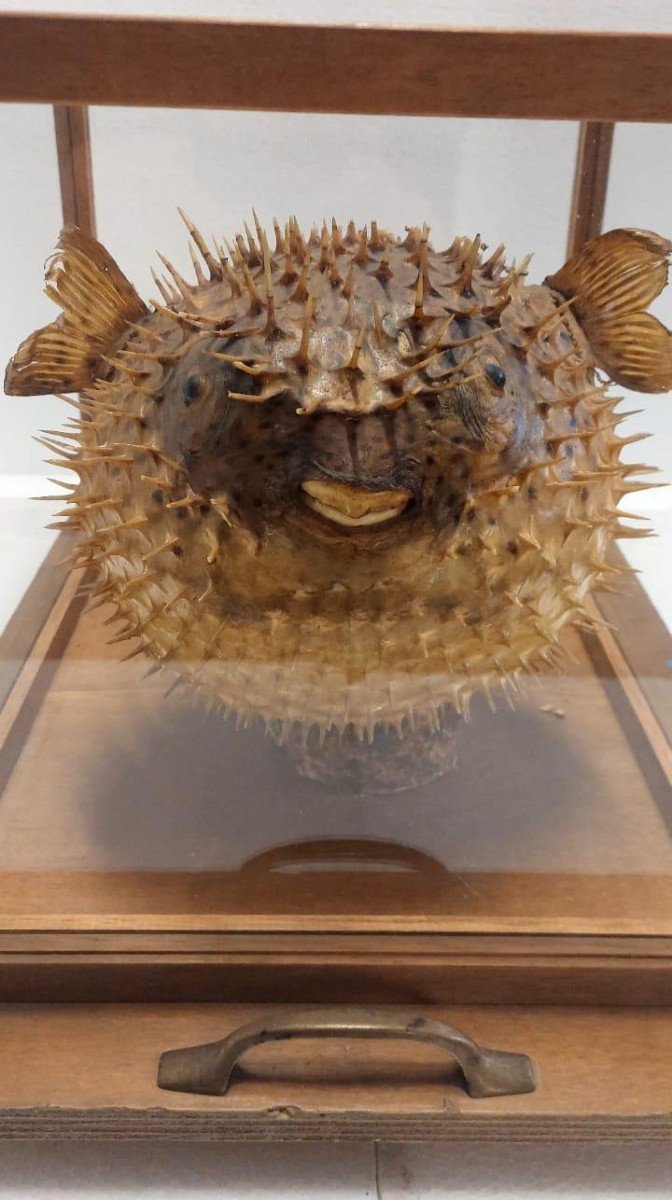 Large Taxidermy Pufferfish In A Wooden Display Case From The Early 1900s-photo-5