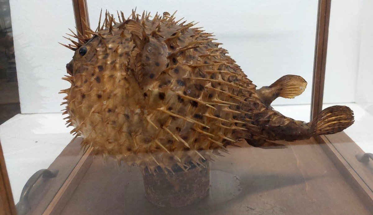 Large Taxidermy Pufferfish In A Wooden Display Case From The Early 1900s-photo-6