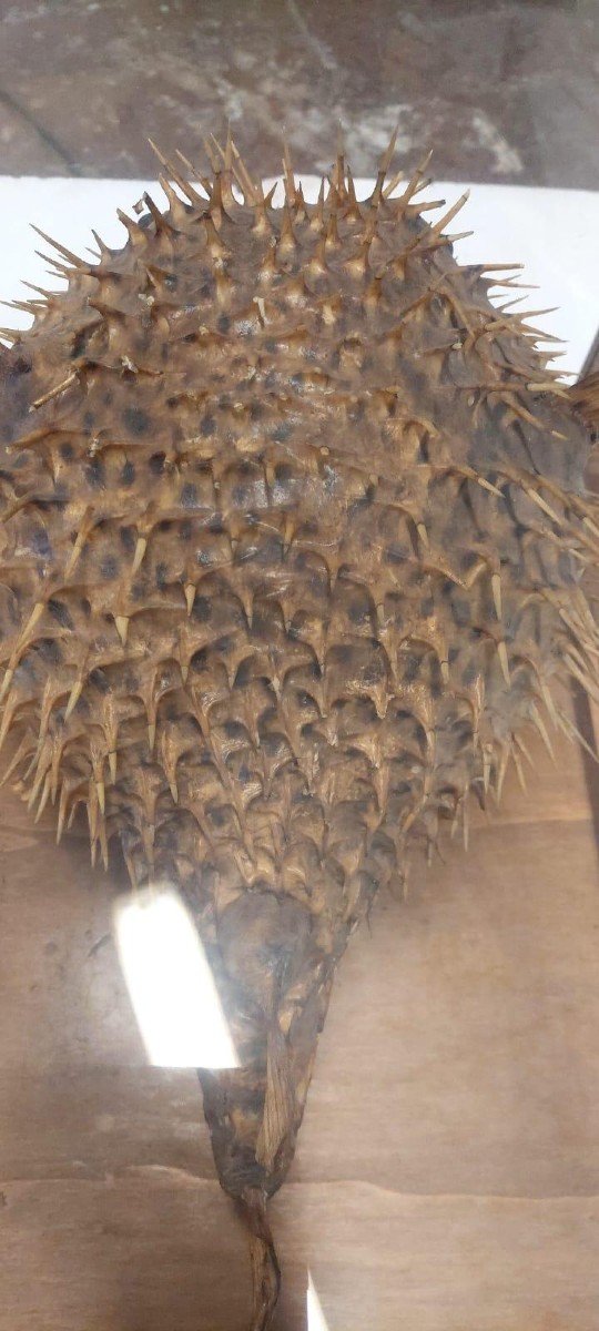 Large Taxidermy Pufferfish In A Wooden Display Case From The Early 1900s-photo-7