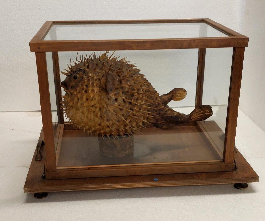 Large Taxidermy Pufferfish In A Wooden Display Case From The Early 1900s