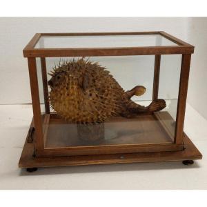 Grand Poisson-globe Taxidermique Dans Une Vitrine En Bois Du fin 1800