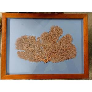 Gorgonia Old Sea Fan In Mediterranean Coral Frame