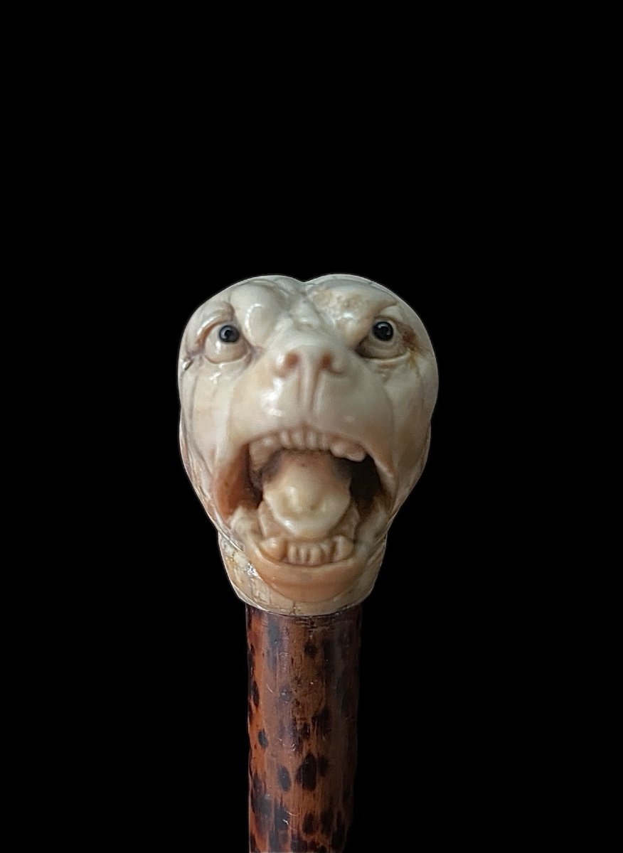 Stick With Ivory Knob Depicting The Head Of A Molossian Dog. Flame-stained Wooden Cane. -photo-2