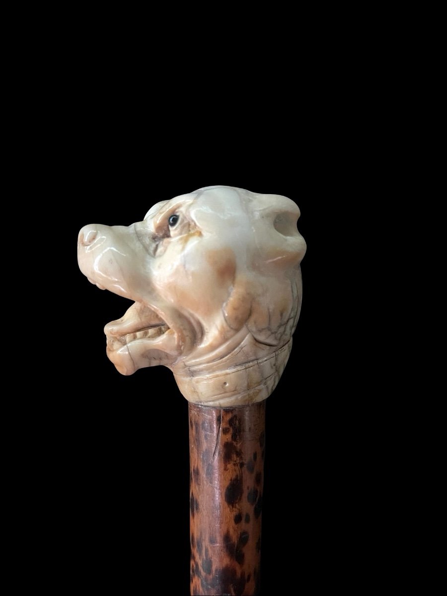 Stick With Ivory Knob Depicting The Head Of A Molossian Dog. Flame-stained Wooden Cane. -photo-4