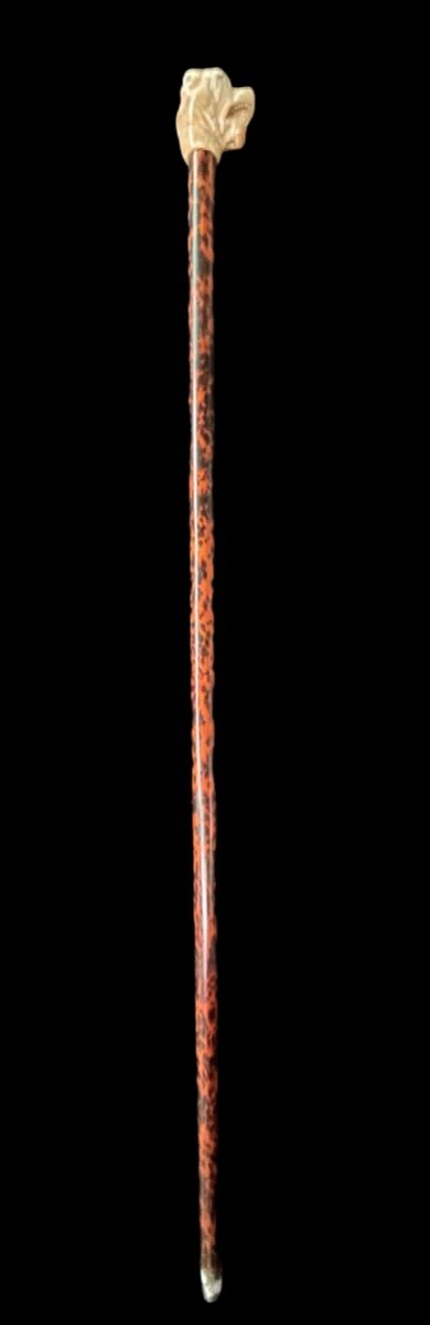 Stick With Ivory Knob Depicting The Head Of A Molossian Dog. Flame-stained Wooden Cane. -photo-1