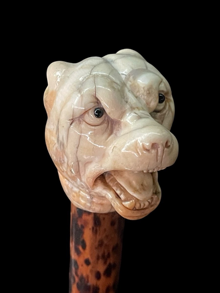 Stick With Ivory Knob Depicting The Head Of A Molossian Dog. Flame-stained Wooden Cane. 