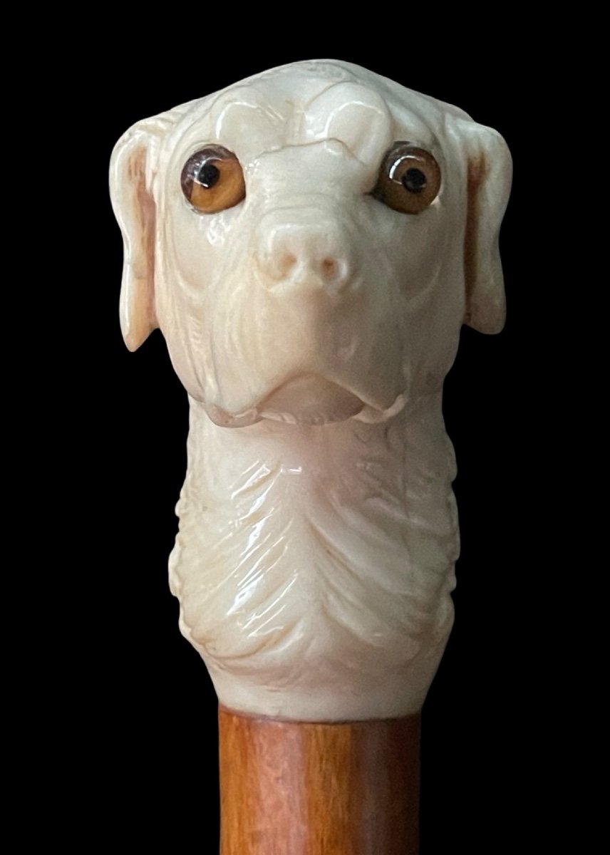 Stick With Knob Depicting A Dog's Head In Ivory.-photo-3