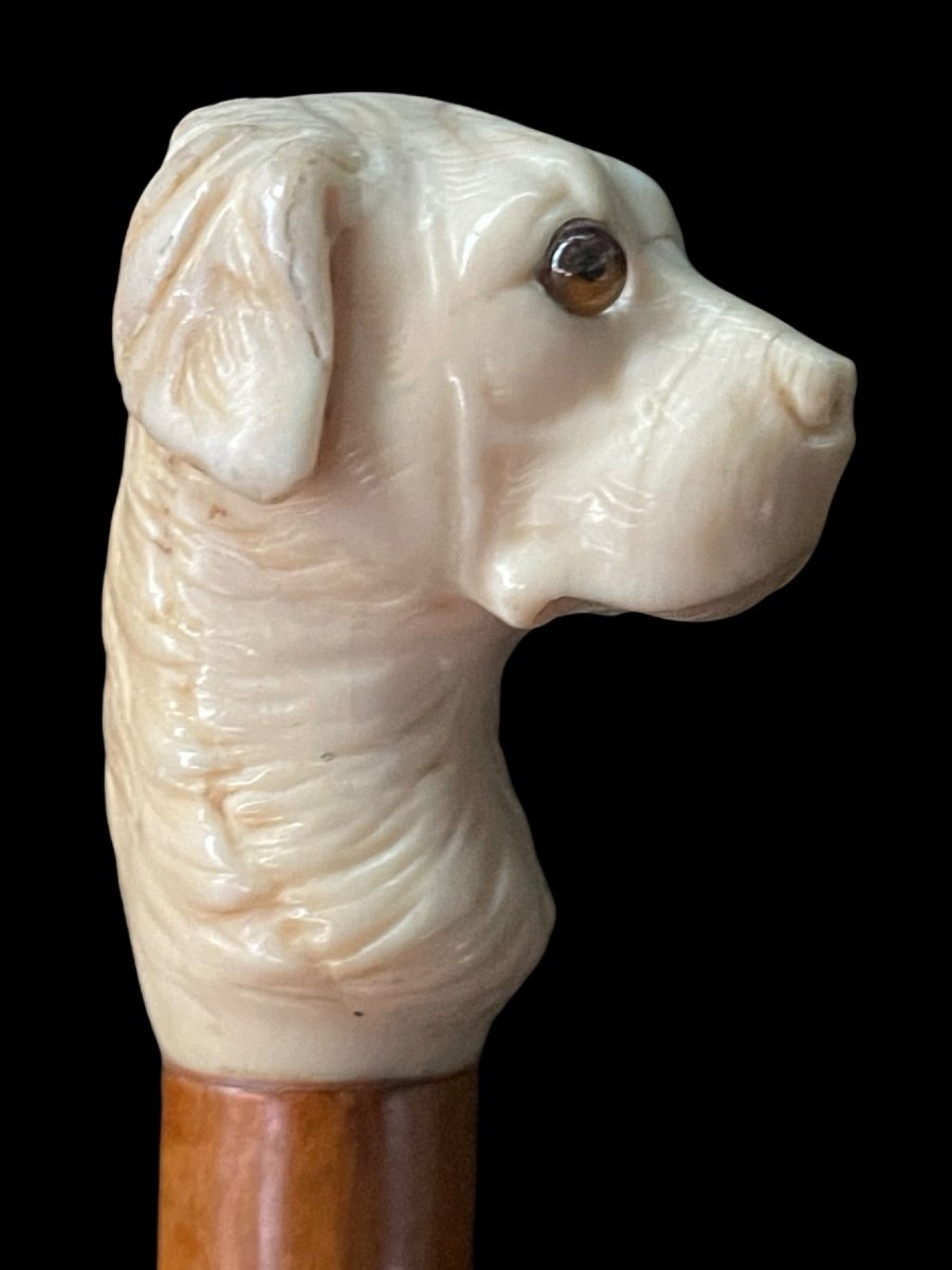 Stick With Knob Depicting A Dog's Head In Ivory.-photo-4