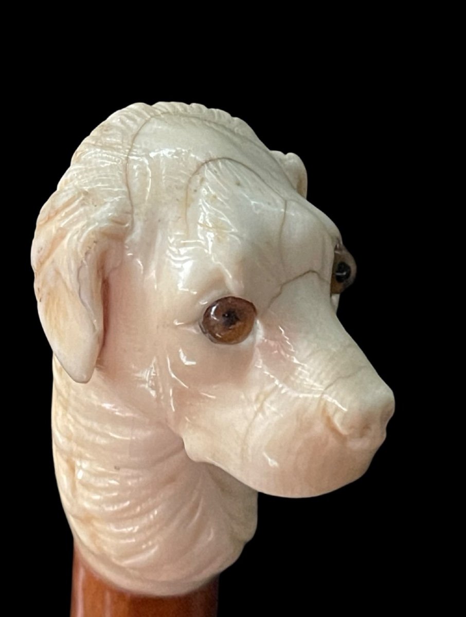 Stick With Knob Depicting A Dog's Head In Ivory.