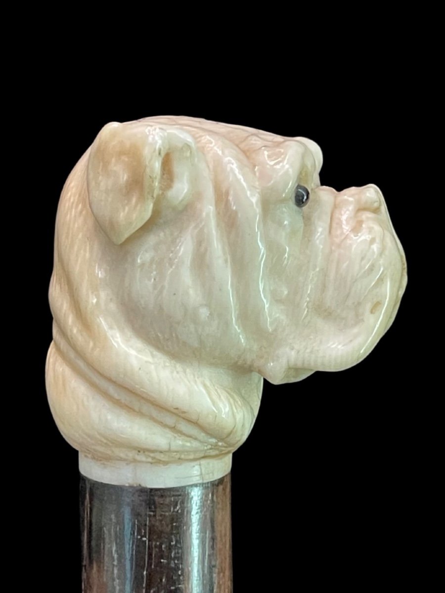 Stick With Ivory Knob Depicting The Head Of A Molossian Dog. -photo-2