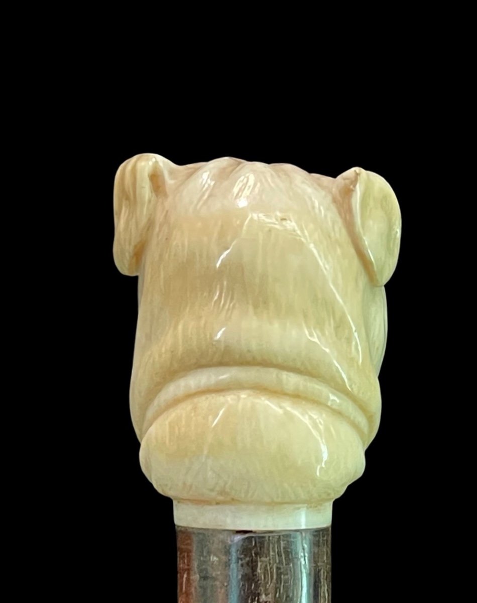 Stick With Ivory Knob Depicting The Head Of A Molossian Dog. -photo-1