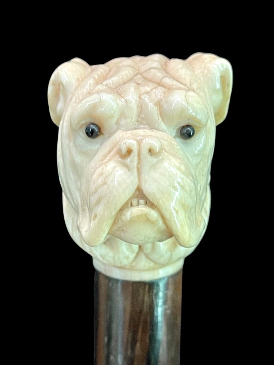 Stick With Ivory Knob Depicting The Head Of A Molossian Dog. 