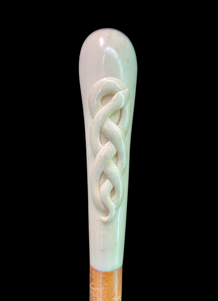 Stick With Globular Ivory Knob With Intertwined Snake Engraved In High Relief. 