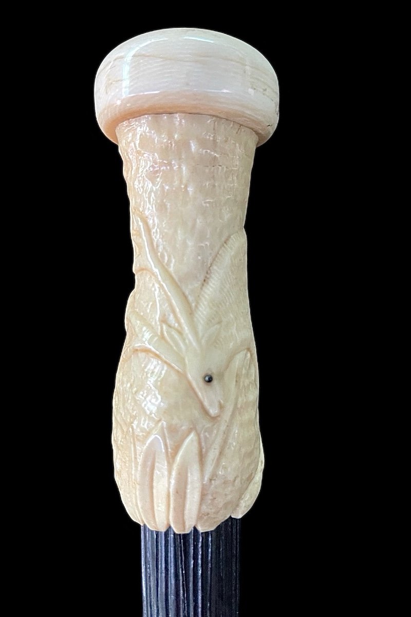 Walking Stick With Globular Ivory Knob With A Deer Figure Engraved In Low Relief. -photo-2