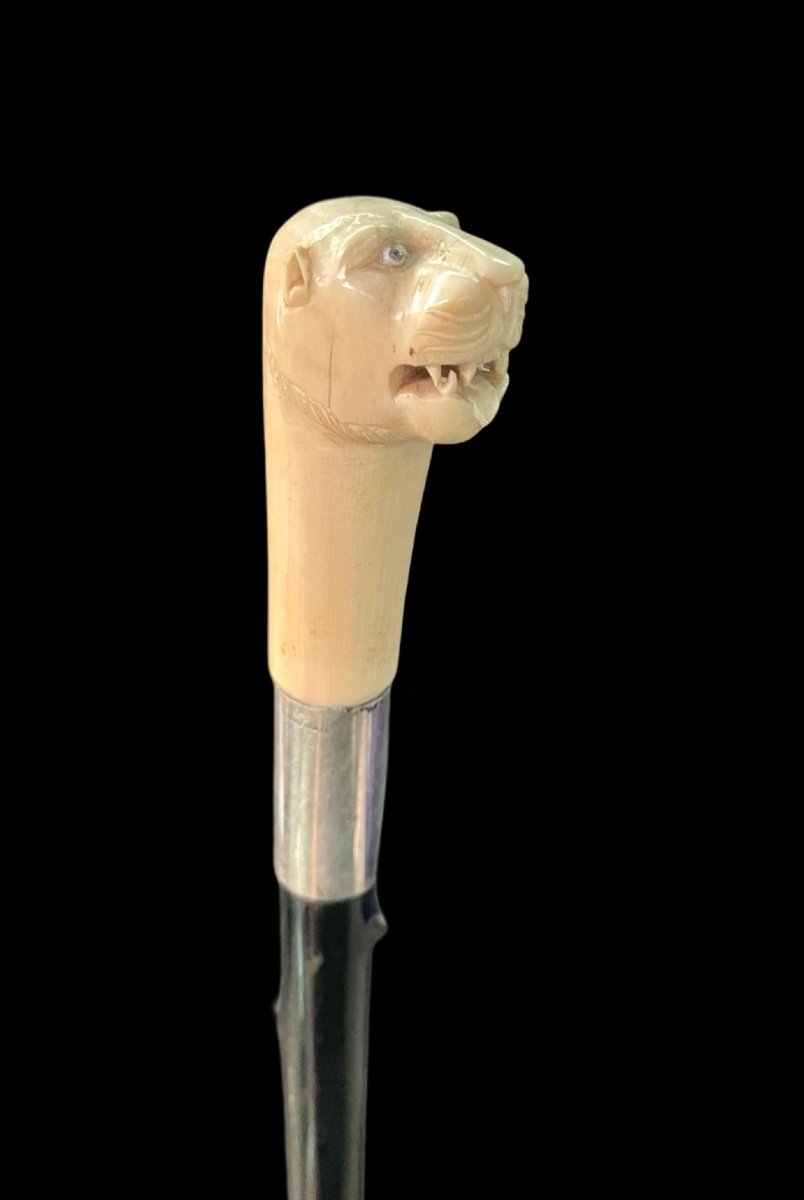 Walking Stick With Ivory Knob With Lion's Head. 