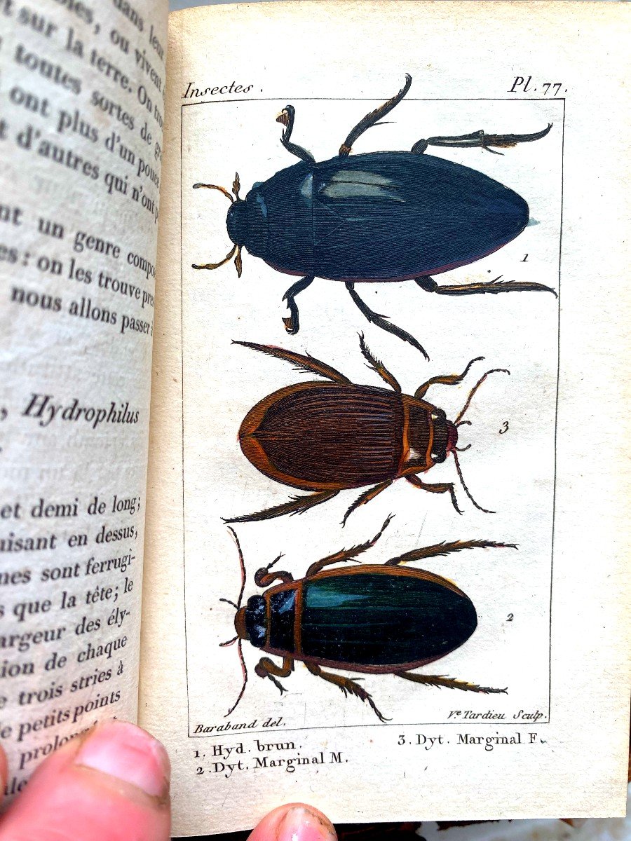 Natural History Of Insects Comp. After Réaumur, Geoffroy &c; By Mr. De Tigny Paris 1828-photo-3