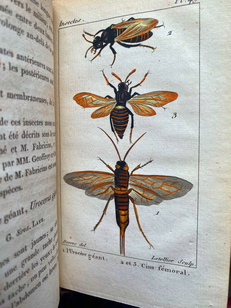 Natural History Of Insects Comp. After Réaumur, Geoffroy &c; By Mr. De Tigny Paris 1828-photo-3